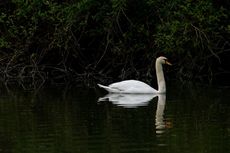 Höckerschwan (7 von 11).jpg